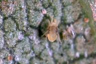 Twospotted spider mite