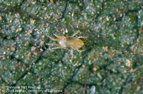 Adult spider mite, <I>Tetranychus</I> sp.