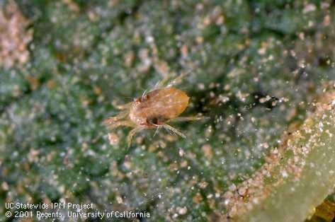 Adult twospotted spider mite, <i>Tetranychus urticae</i>. 