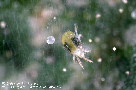 Adult spider mites, two-spotted spider mite.