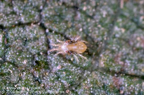 Adult spider mites, two-spotted spider mite.