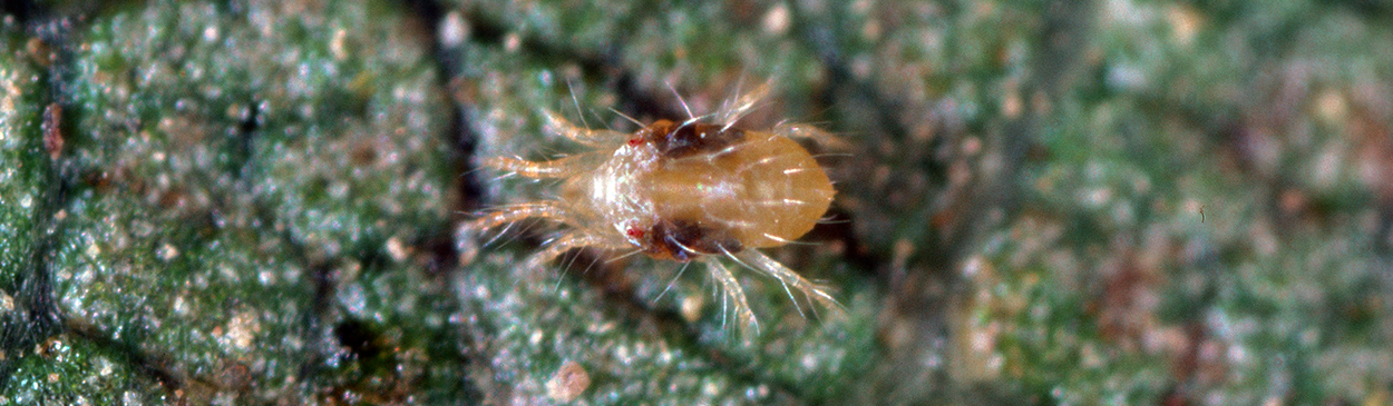 Adult twospotted spider mite, Tetranychus urticae.