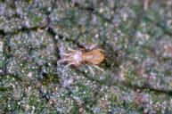 Twospotted spider mite