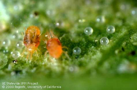 Adult spider mites, two-spotted spider mite.