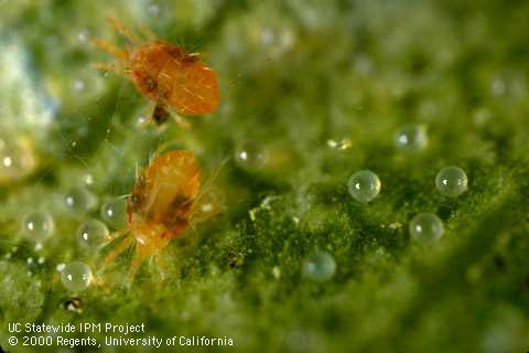 Adult spider mites, two-spotted spider mite.