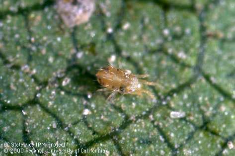 Adult Pacific spider mite, <i>Tetranychus pacificus</i>.