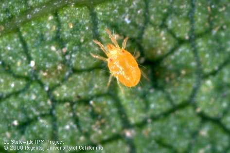 Adult spider mites, two-spotted spider mite.