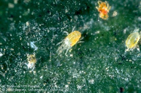 Adult spider mites, two-spotted spider mite.