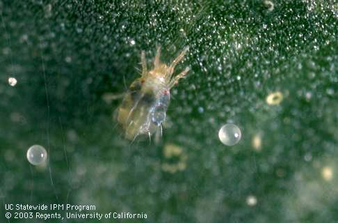 Eggs and adult female Pacific spider mite, <I>Tetranychus pacificus.</I>.