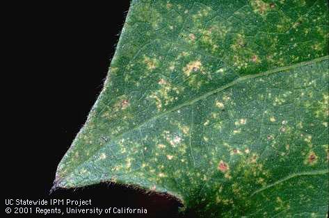 Crop damaged by two-spotted spider mites.