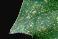 Crop damaged by twospotted spider mites.