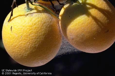 Crop damaged by two-spotted spider mites.