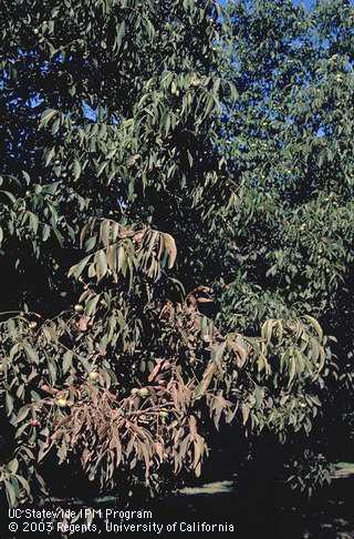 Browning of walnut foliage cause by spider mites, <I>Tetranychus</I> sp.