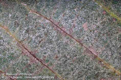 Walnut leaf damaged by two-spotted spider mites.