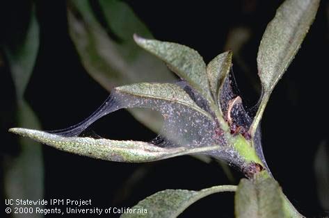 Crop damaged by spider mites, two-spotted spider mite.