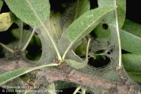 Crop damaged by two-spotted spider mites.