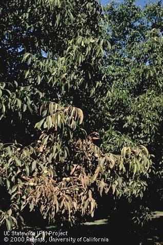 Crop damaged by spider mites, two-spotted spider mite.