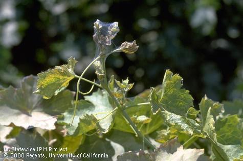 Crop damaged by spider mites, two-spotted spider mite.