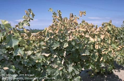 Crop damaged by spider mites, two-spotted spider mite.