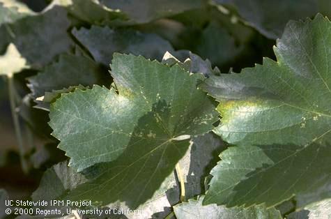 Crop damaged by spider mites, two-spotted spider mite.