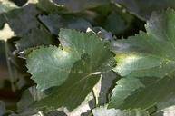 Spider mites damage between veins