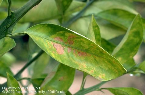 Crop damaged by spider mites, two-spotted spider mite.