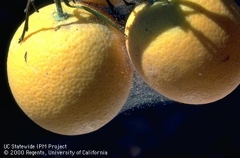 Crop damaged by spider mites, two-spotted spider mite.