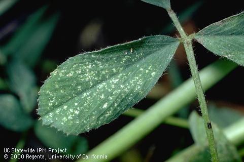 Crop damaged by spider mites, two-spotted spider mite.