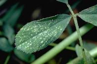 Spider
                      mites