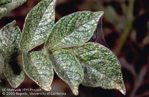 Potato leaf heavily infested with spider mites, showing webbing and yellow blotches.