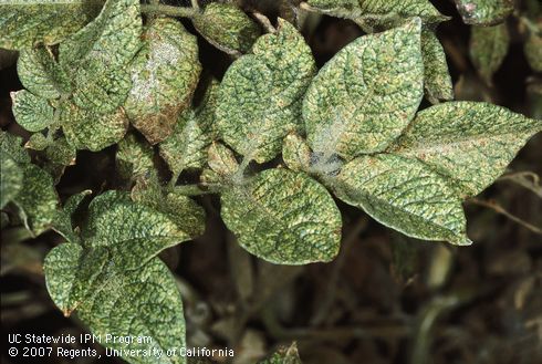 Crop damaged by spider mites, two-spotted spider mite.