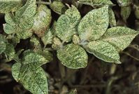 Spider mites cause leaf stippling or spotting and may leave webs when numbers are high. Photo by Jack Kelly Clark.