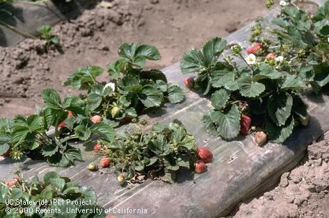 Crop damaged by spider mites, two-spotted spider mite.