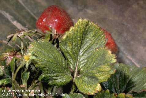 Crop damaged by spider mites, two-spotted spider mite.