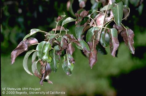 Crop damaged by spider mites, two-spotted spider mite.