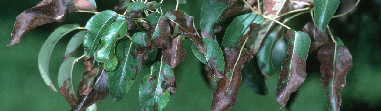 Leaf burn resulting from feeding by webspinning spider mites.