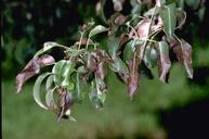 Leaf burn resulting from feeding by webspinning spider mites.