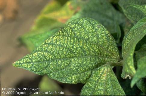 Crop damage by spider mites.