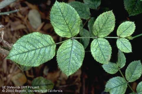 Rose leaves bleached and stippled by twospotted spider mite, <i>Tetranychus urticae,</i> feeding on the underside of leaflets.