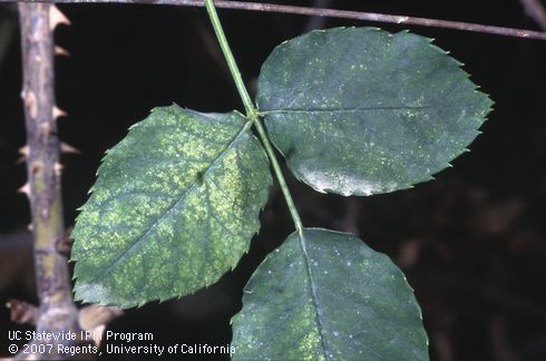 Rose leaves damaged by twospotted mite, <I>Tetranychus</I> sp.