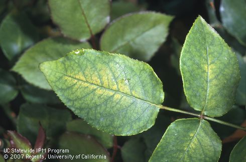 Rose leaves bleached and yellowed by twospotted spider mite, <i>Tetranychus urticae,</i> feeding on the underside of leaflets.