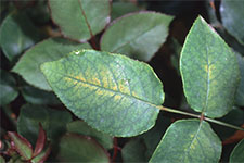 Spider mite bleaching, stippling