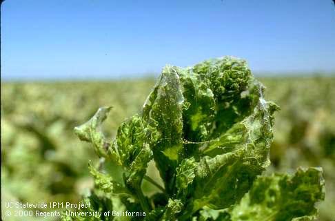 Crop damage by spider mites.