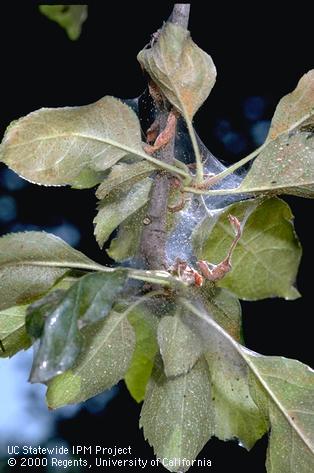 Twospotted spider mite colony with webbing.