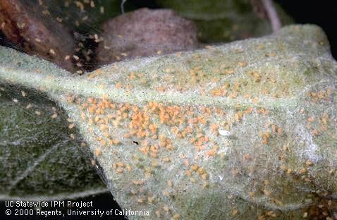 Twospotted spider mites, <i>Tetranychus urticae</i>, and their silken webbing.