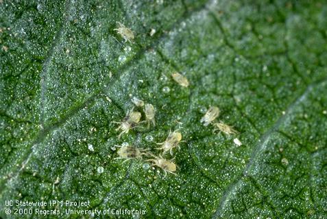 Colony of webspinning spider mites.