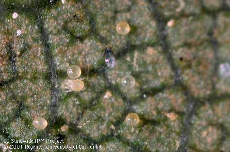 Two-spotted spider mite eggs.