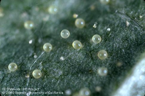 Egg of spider mites, two-spotted spider mite.