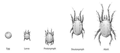 Spider mites, false spider mites, and predatory phytoseiid species develop through five life stages. Eggs hatch, producing six-legged larvae. The two nymphal stages and adults have eight legs. At moderate temperatures, some species can complete one generation in about 10 days.