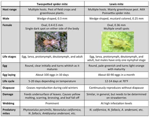 Comparison of twospotted spider mite, <i>Tetranychus urticae,</i> and Lewis mite, <i>Eotetranychus lewis.</i>.